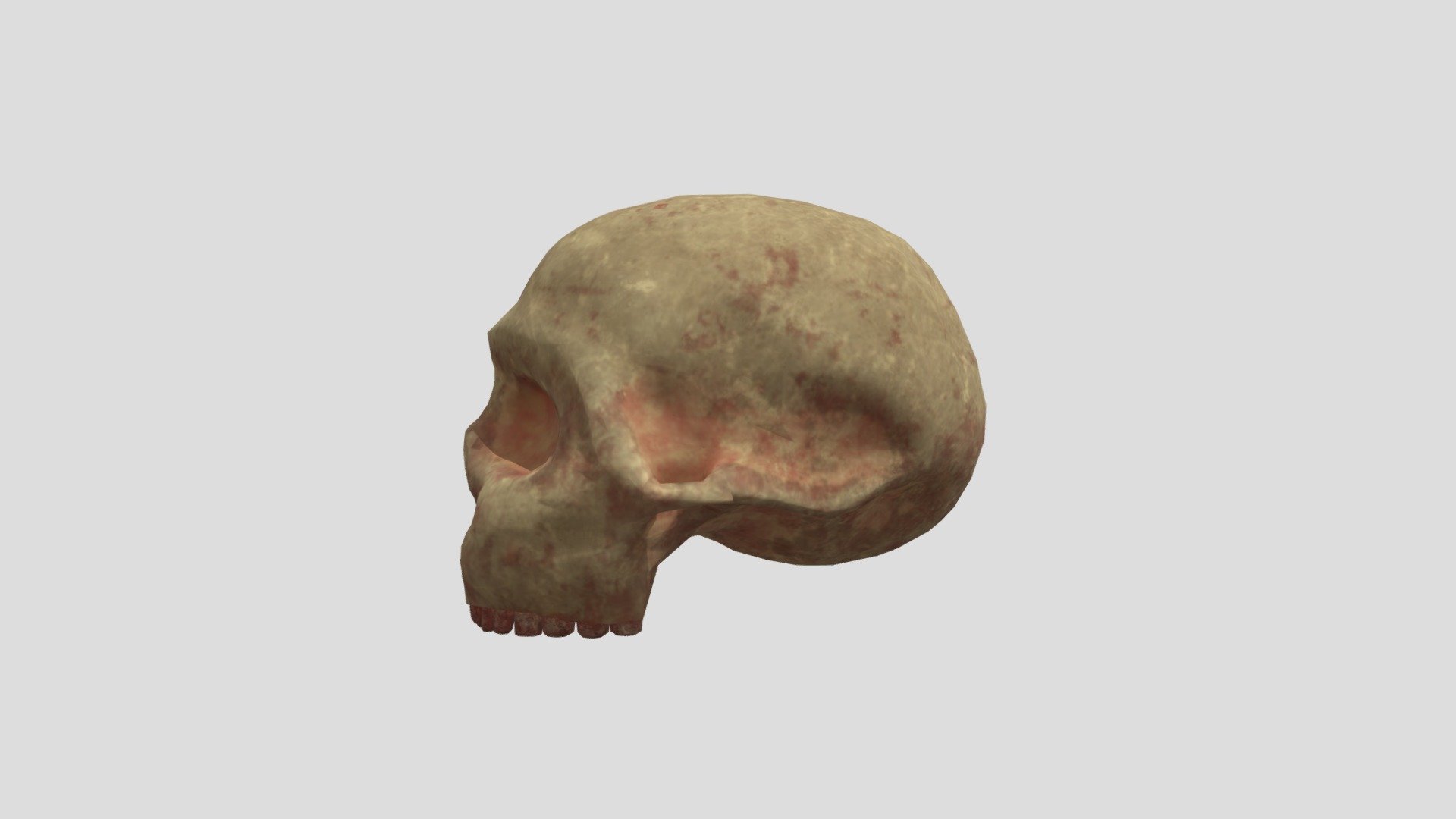 Human Skull