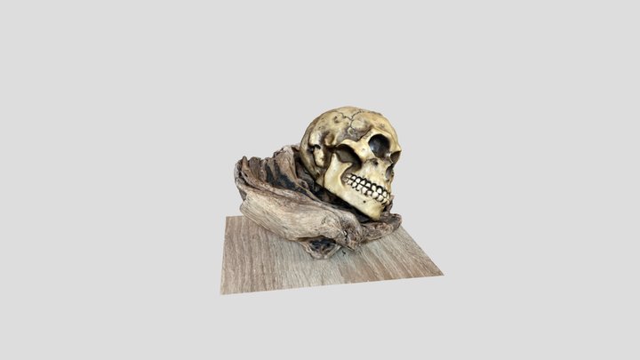 Lidar-Skull 3D Model