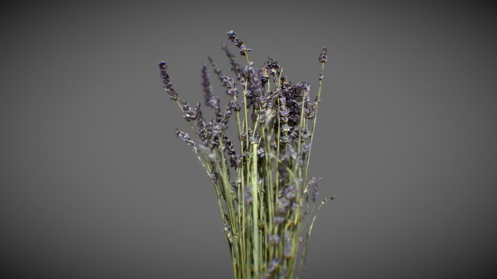 Lavender Bouquet 3D Model