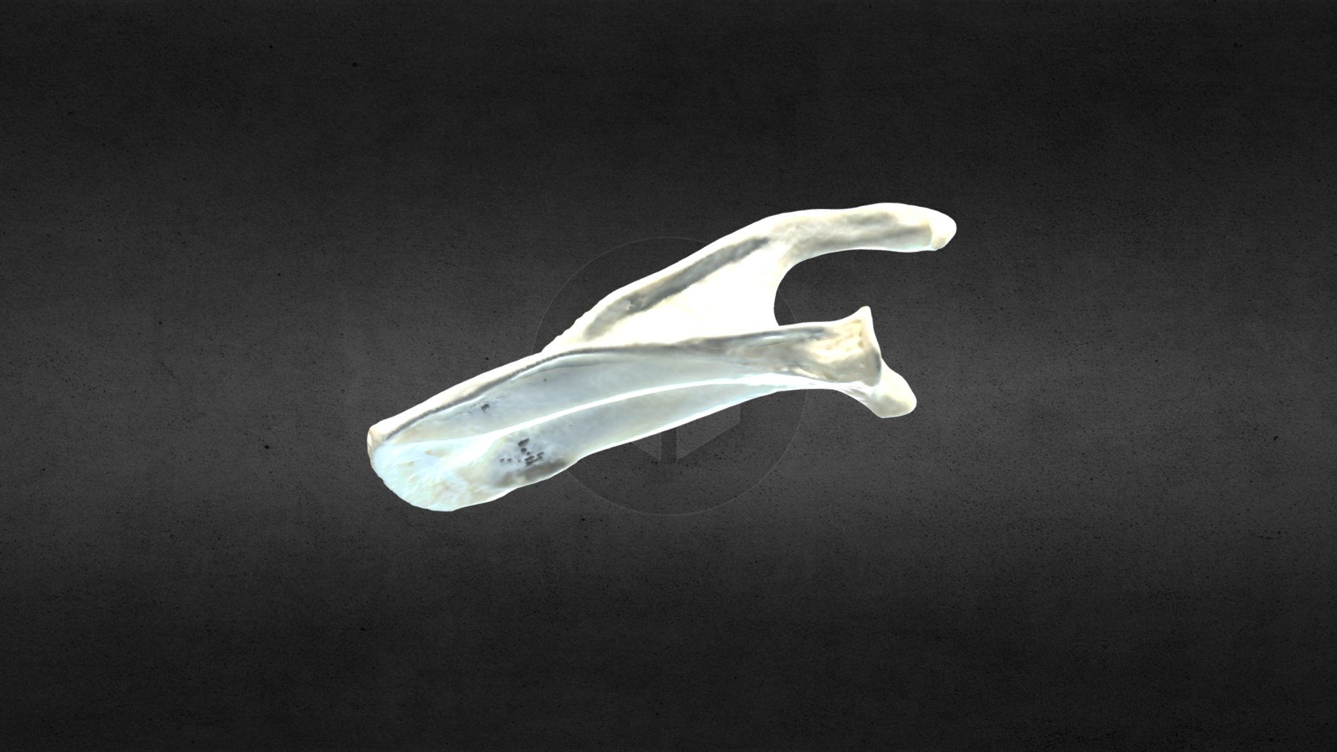 MSCC026 Castor canadensis Right Scapula