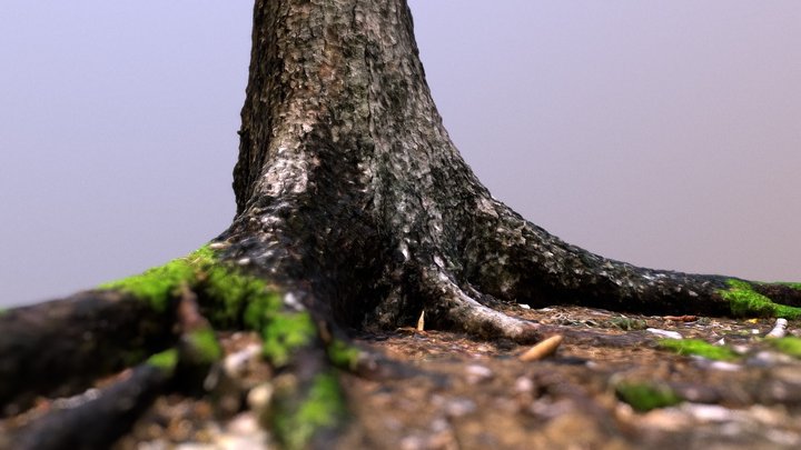 Photoscaned Spruce tree 3D Model