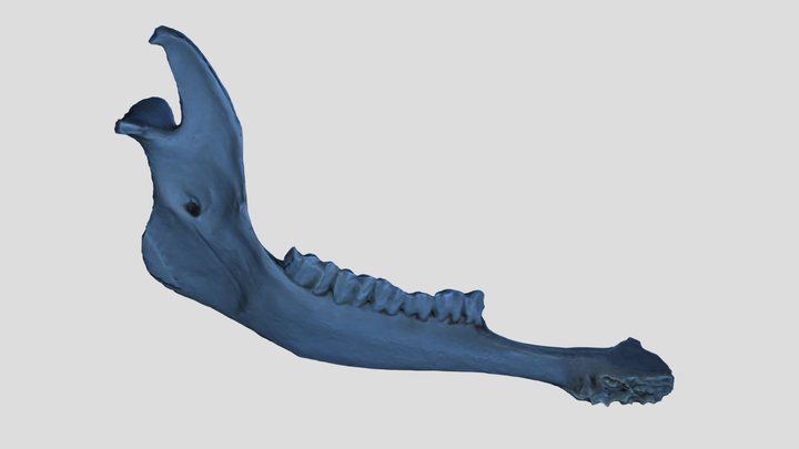 Bubalus Bubalis Mandible L 3D Model