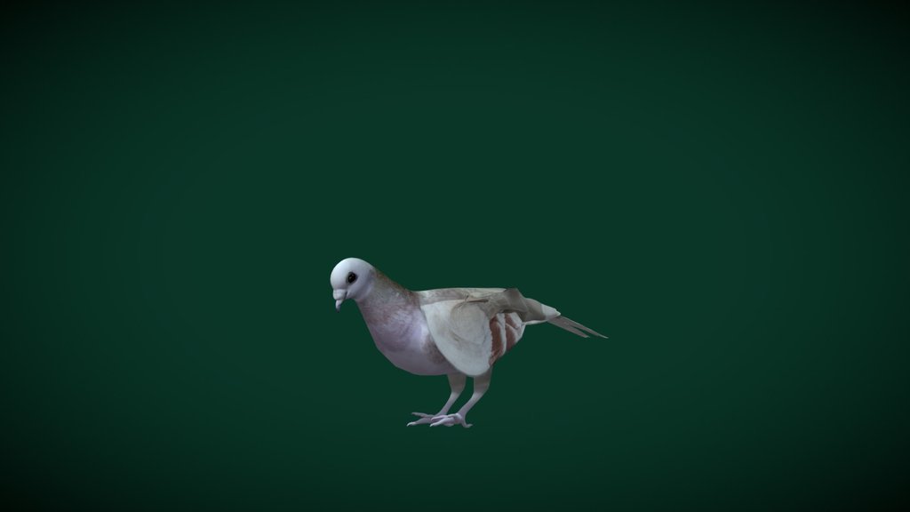 British Show Racer Pigeon Bird