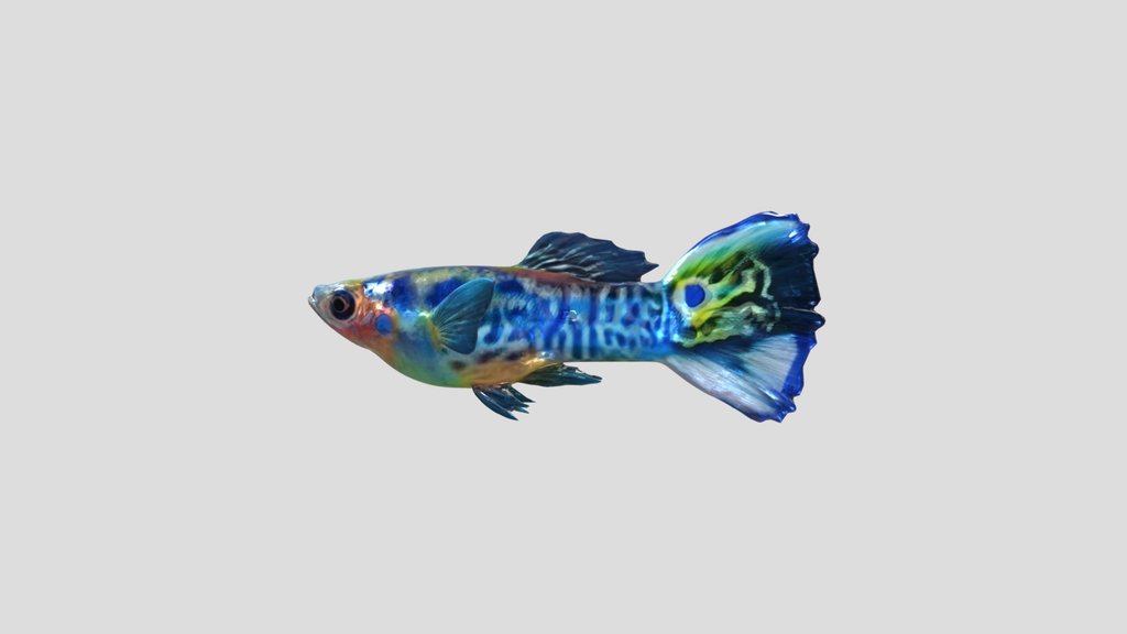 Blue Leopard Guppy Male