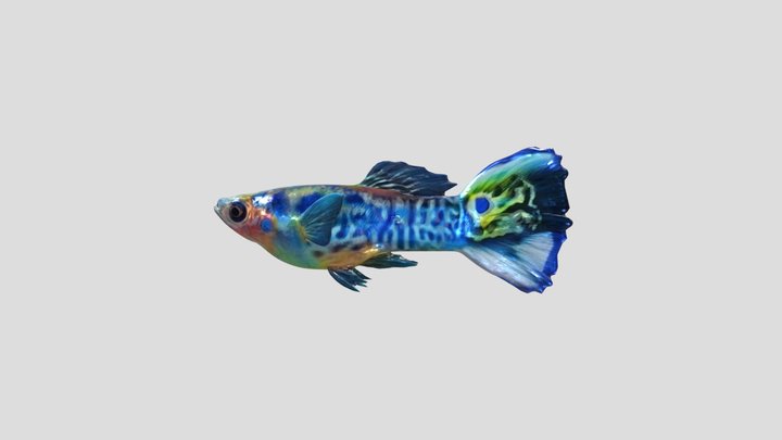 Blue Leopard Guppy Male – Modello 3D gratuito STL
