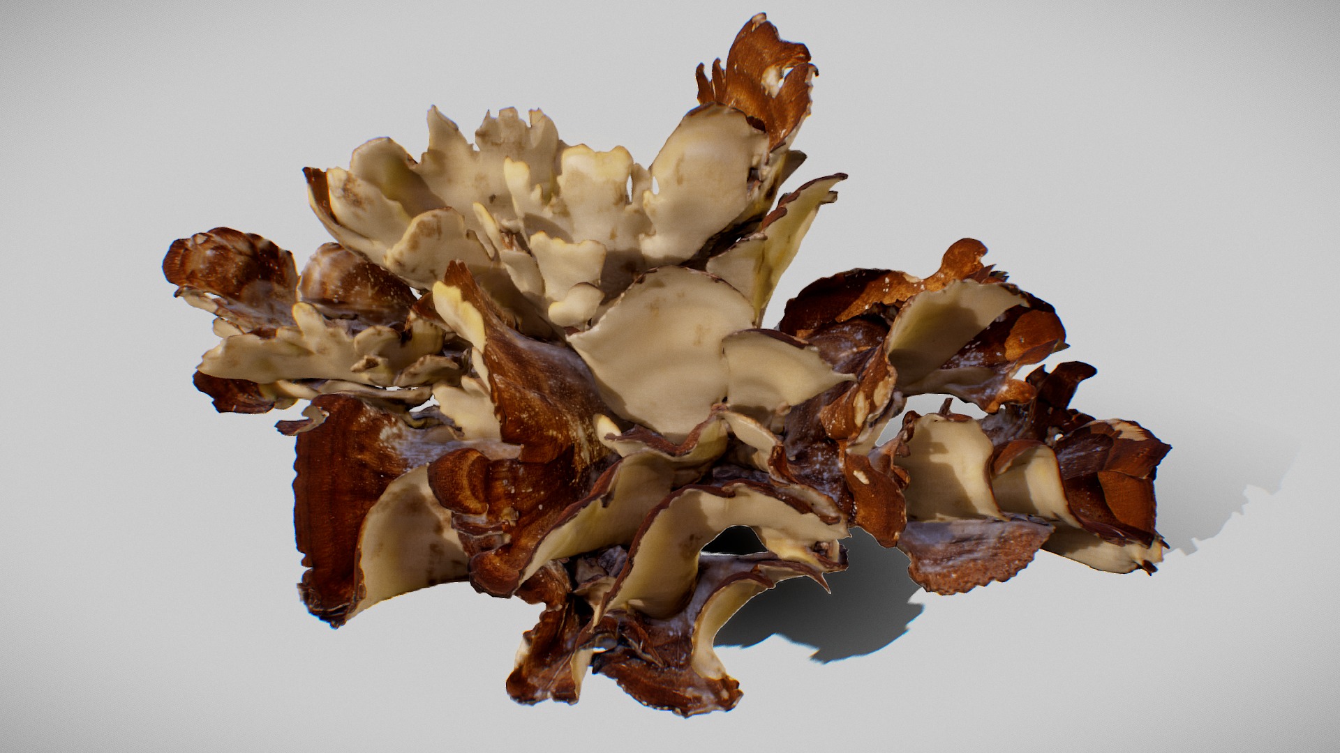3D model 8K Big Mushroom – Meripilus Giganteus - This is a 3D model of the 8K Big Mushroom - Meripilus Giganteus. The 3D model is about a pile of dried leaves.