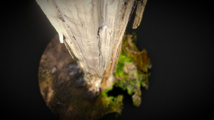 Trunk of a long dead Redwood Tree 3D Model