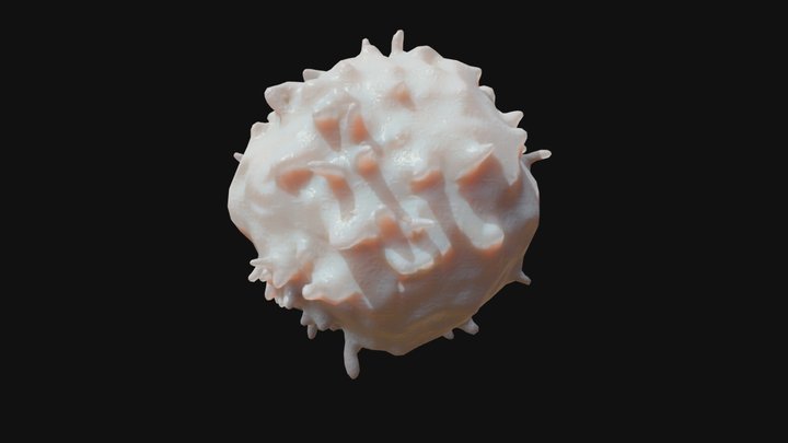 Lymphocyte 3D Model