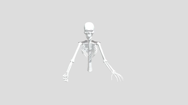 skeleton model 3D Model