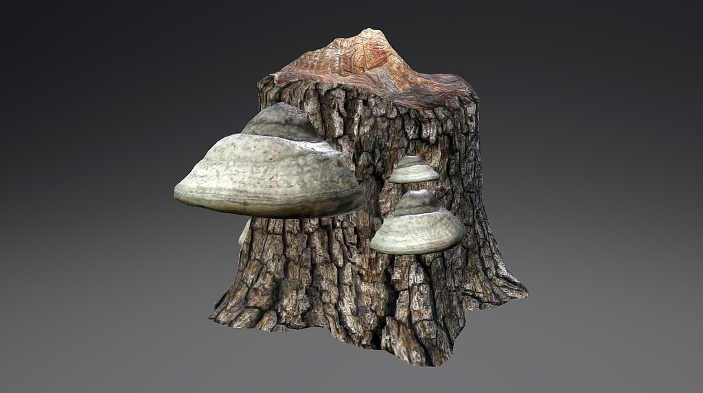 Fomes fomentarius 2 - 3D model by soulmarine [e013a4c] - Sketchfab