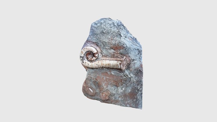 Trilacinoceras discors 3D Model