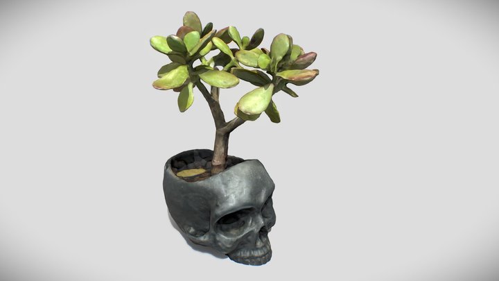 DAY 04 | SKULL POT 3D Model