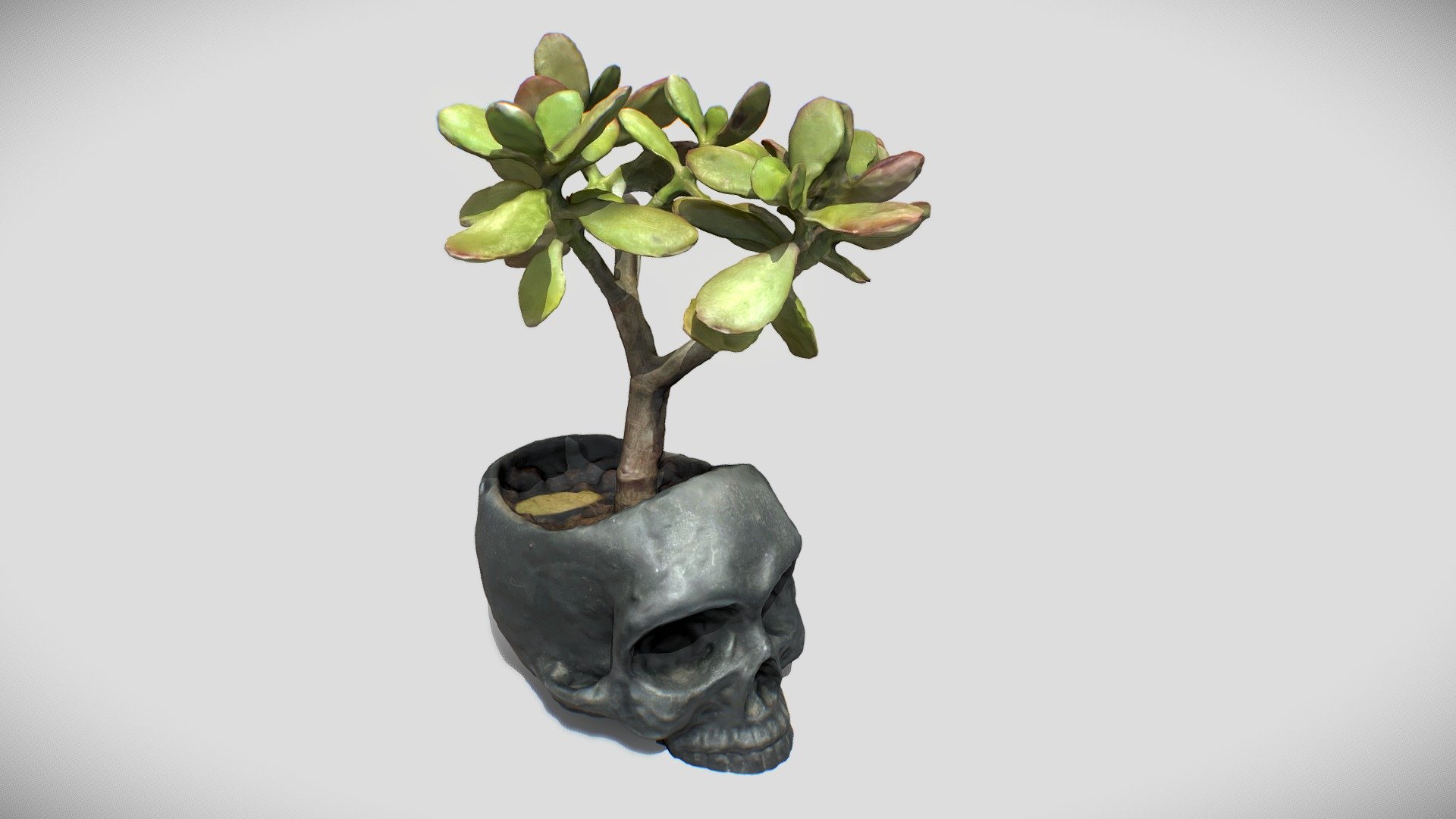 DAY 04 | SKULL POT
