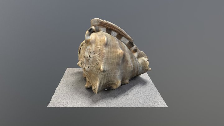 Conch Shell, Temple University Anthropology Lab 3D Model