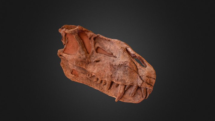Crânio de Prestosuchus 3D Model
