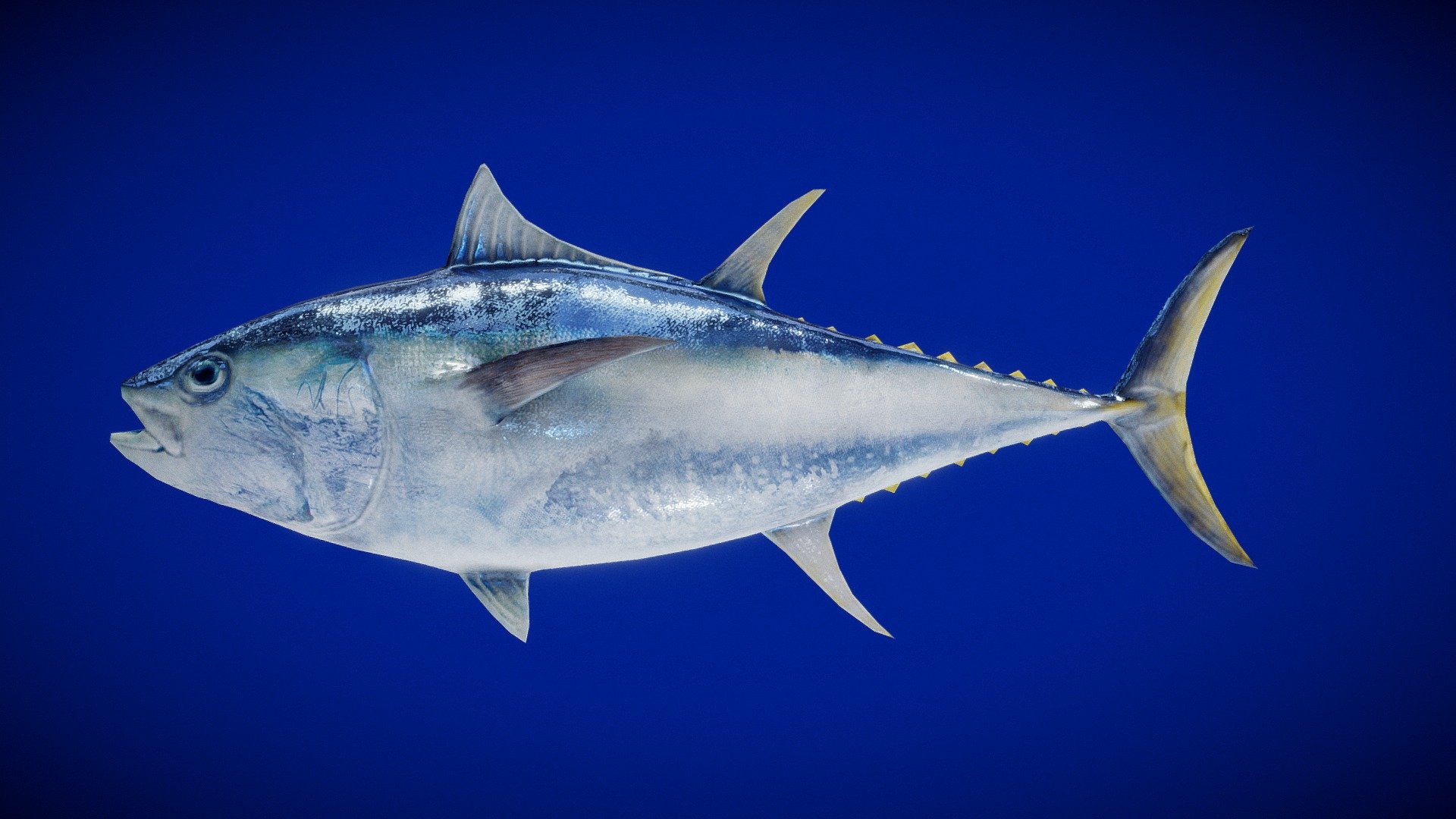 Bluefin_Tuna - 3D model by DORAGM [e0264ec] - Sketchfab