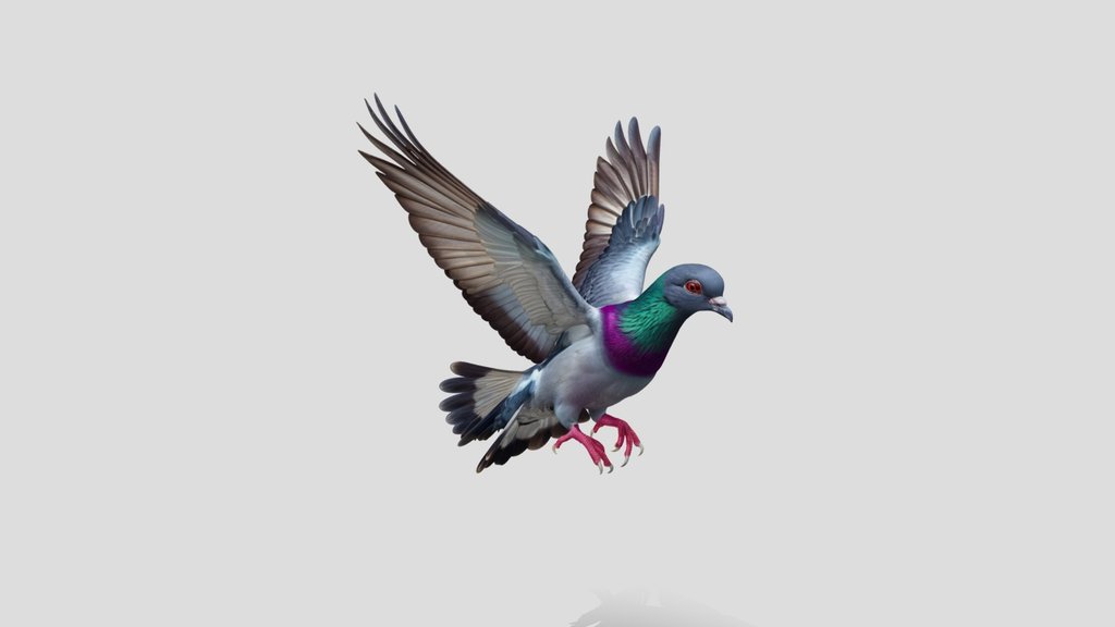 Iridescent_ Pigeon_3d model free