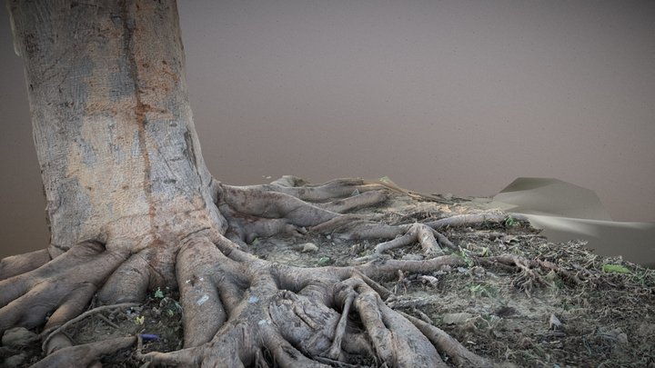 Tree Roots 3D Model