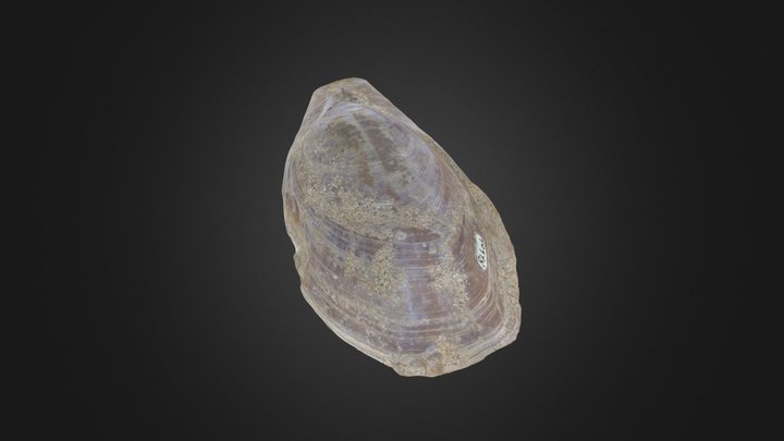 Brachiopod: Oleneothyris harlani (76901) – Modello 3D gratuito STL
