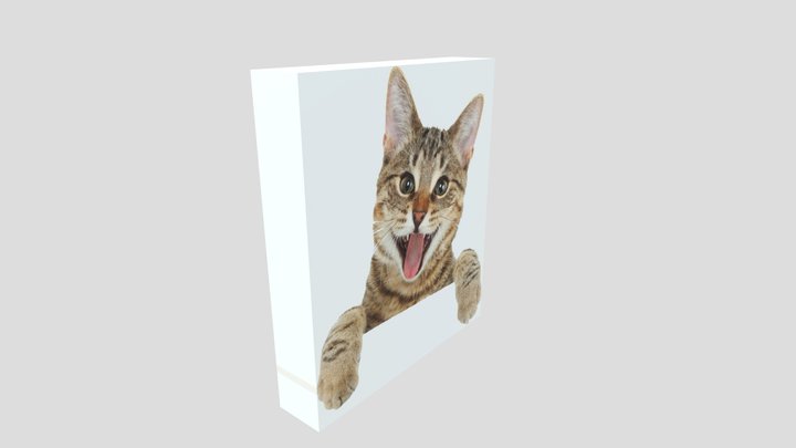 Cat Ex 3D Model
