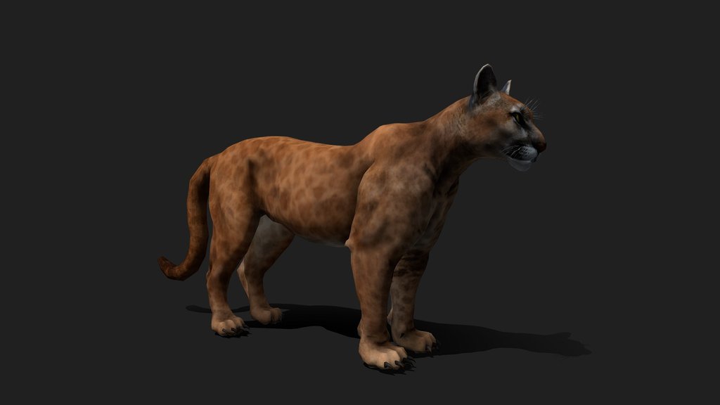 Realistic Panther / Pantera 3D Model
