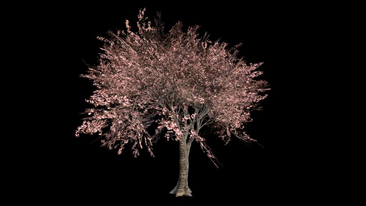 Japanese Cherry Tree (medium-Poly) 3D Model