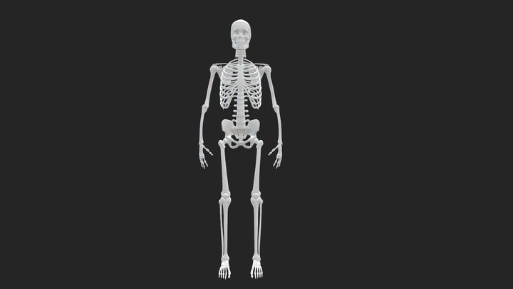 3D Skeleton Model 3D Model