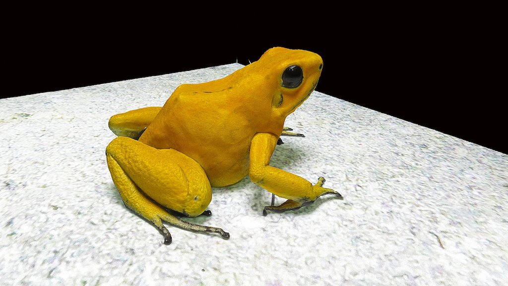 Model 39 - Golden Poison Frog