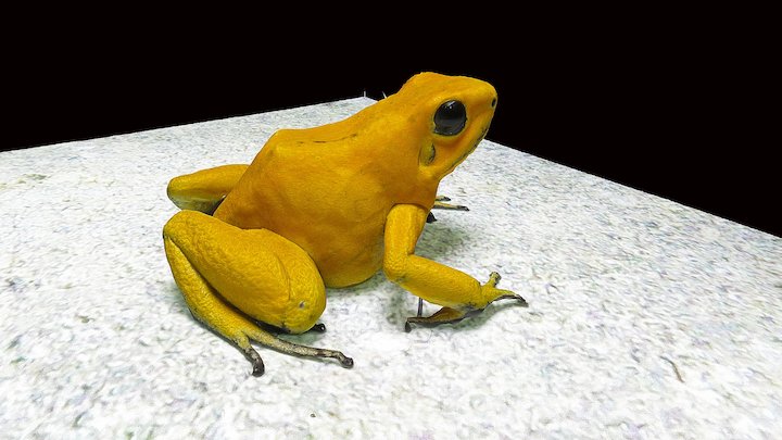 Model 39 - Golden Poison Frog – Modelo 3D gratuito STL
