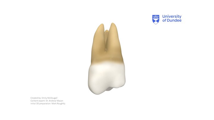 Maxillary Second Molar – Modello 3D gratuito STL