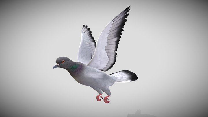 Realistic flying Pigeon Low-poly 3D Model