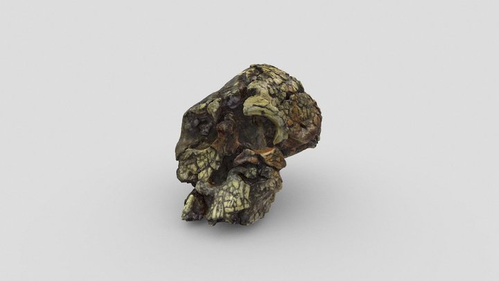 Kenyanthropus platyops 3D Model