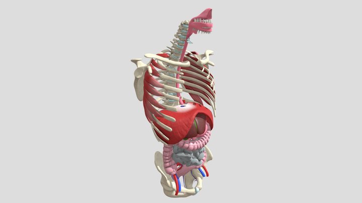 Digestive System with Labels 3D Model