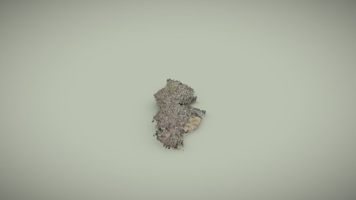 Ancient woodland 3D Model