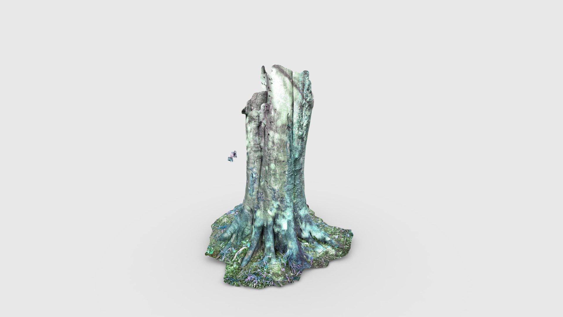 Tree-wide-base-tehiddy