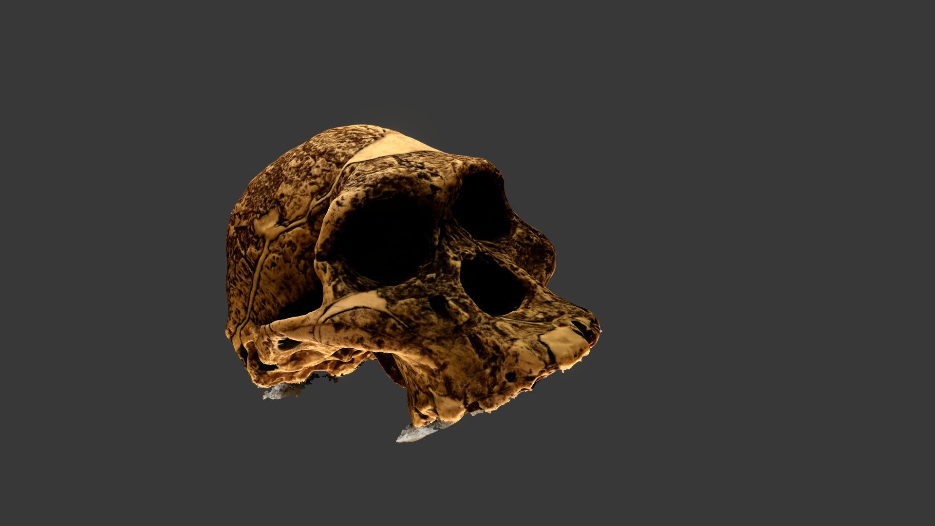 Afarensis Skull