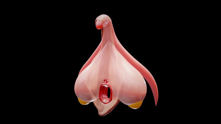 Clitoris Anatomy - Aroused Clitoris 3D Model