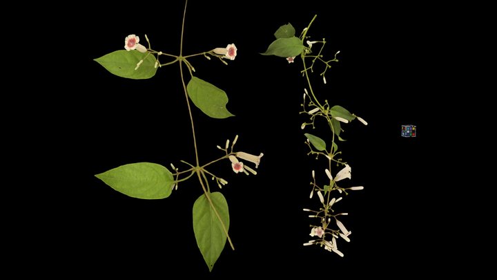 CC0 ヘクソカズラ Skunkvine, Paederia foetida