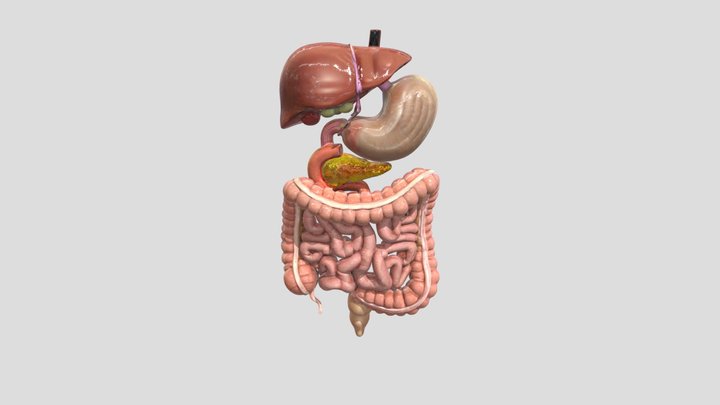 Digestive System 3D Model