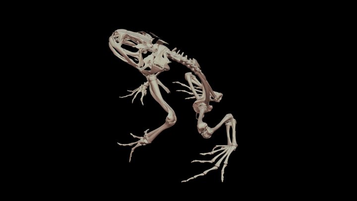 ニホンヒキガエル 🐸 CT scan 🦴 Japanese Toad