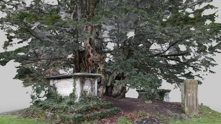 The Totteridge Yew – Modelo 3D gratuito STL