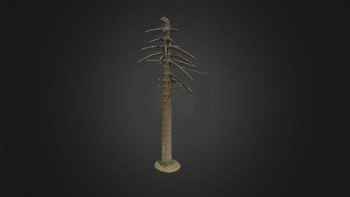 Araucaria tree (photogrammetry) 3D Model