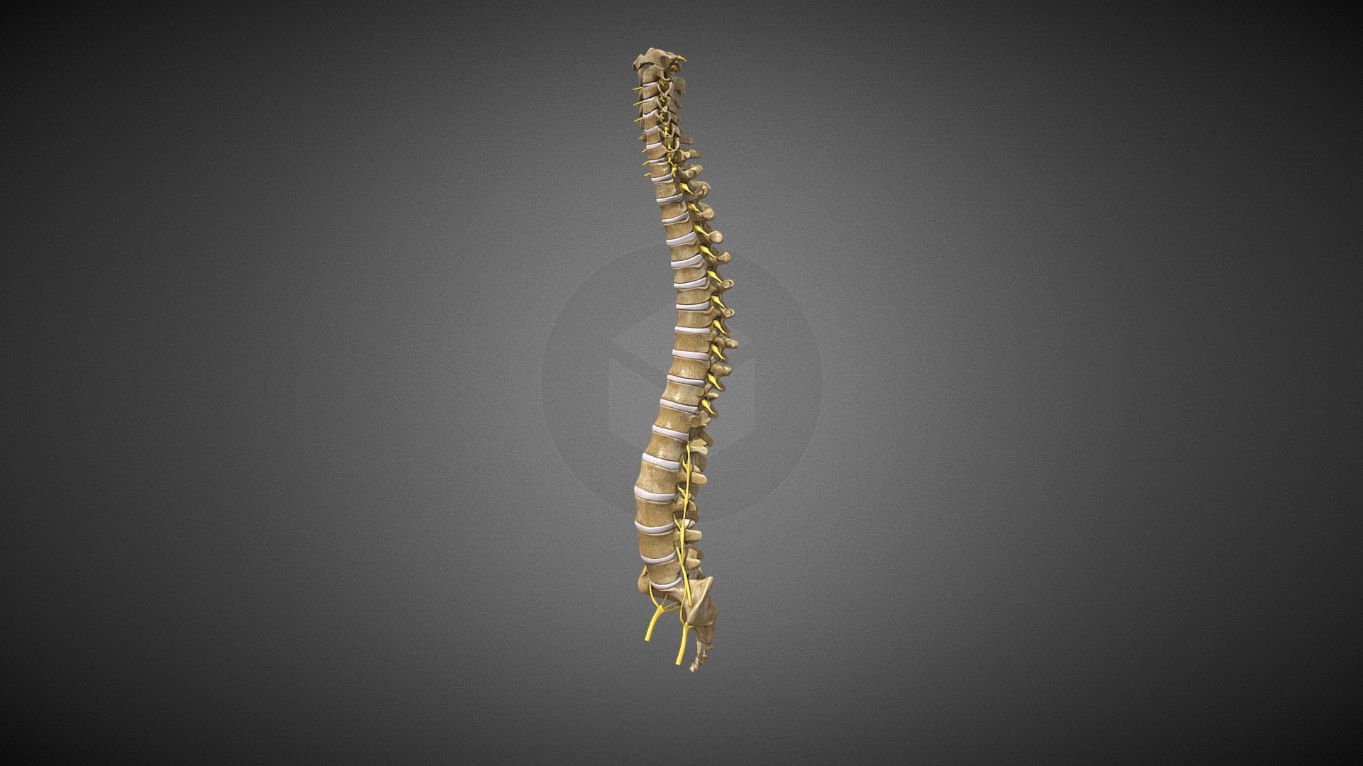 Spinal Cord Buy Royalty Free 3d Model By Devden E05d891 Sketchfab Store 1059