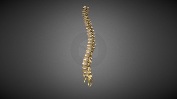 Spinal Cord 3D Model