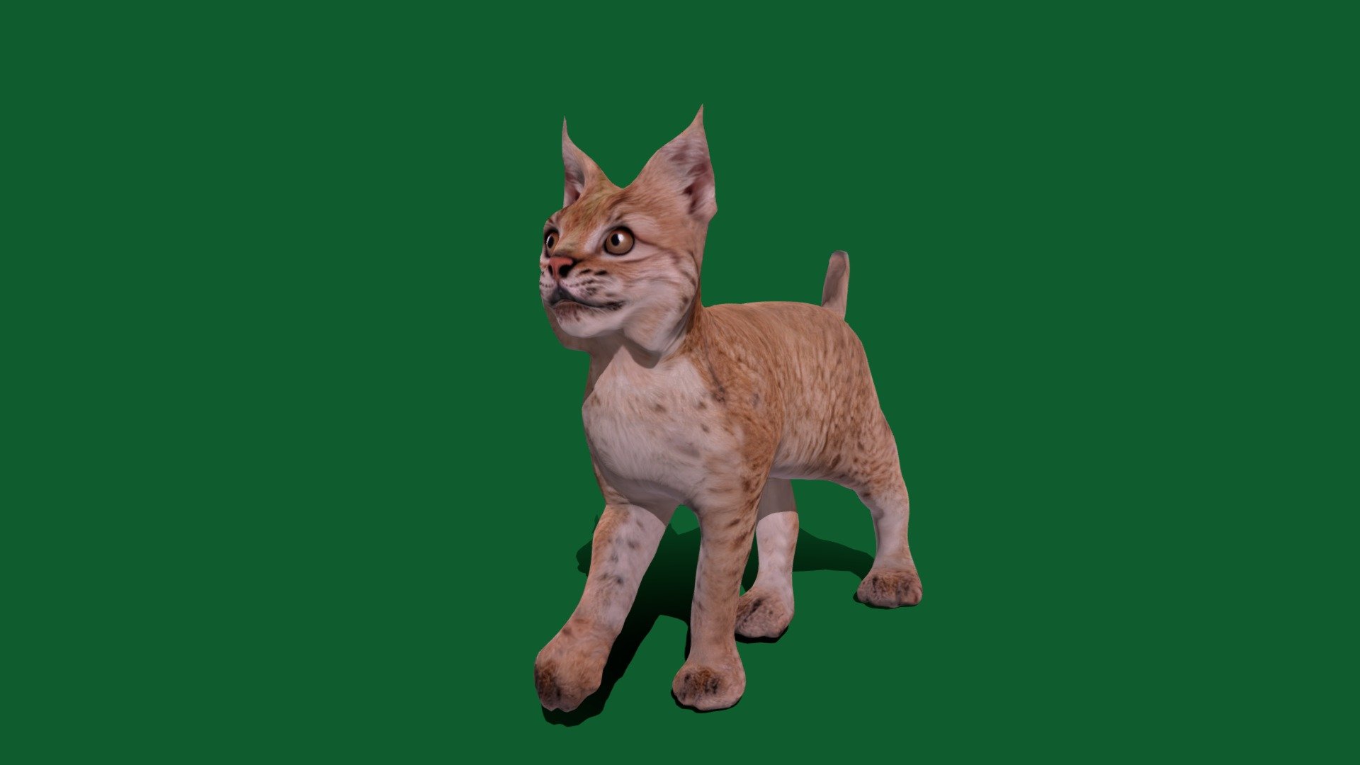 Eurasian Lynx Cub (Game Ready) - Buy Royalty Free 3D model by ...