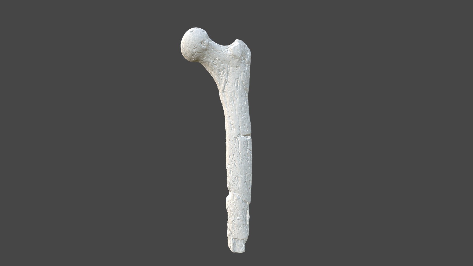 Lucy Femur - 3D model by Wellesley College (@WellesleyCollege) [e0659bf ...