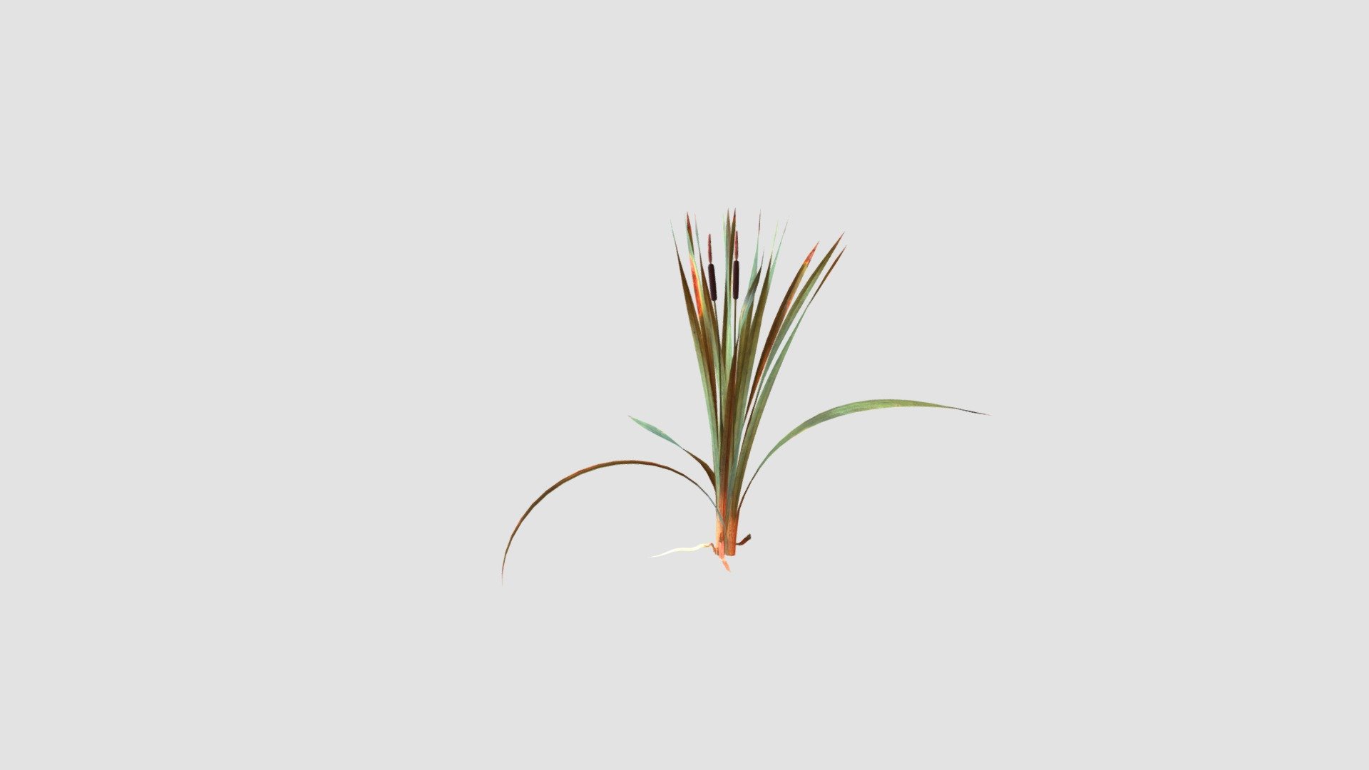 Typha latifolia - Buy Royalty Free 3D model by Evermotion [e068260 ...