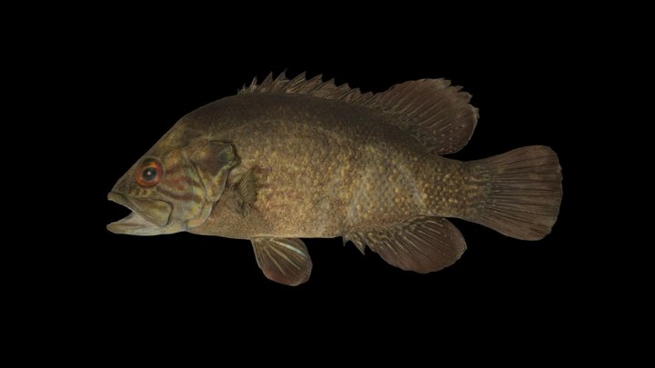 CC0 オヤニラミ 🐟 Japanese Aucha Perch, C. kawamebari – Free 3D Model STL