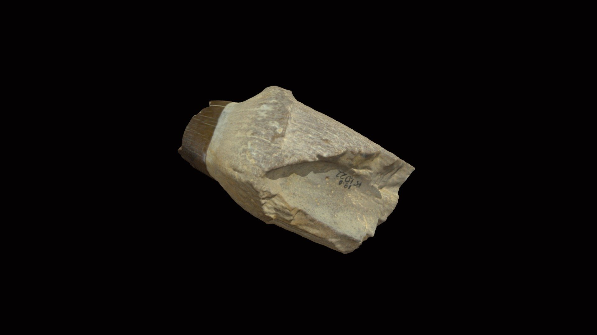 Mosasaur Tooth 000495 - 3d Model By Msp-paleo [e06a3ad] - Sketchfab