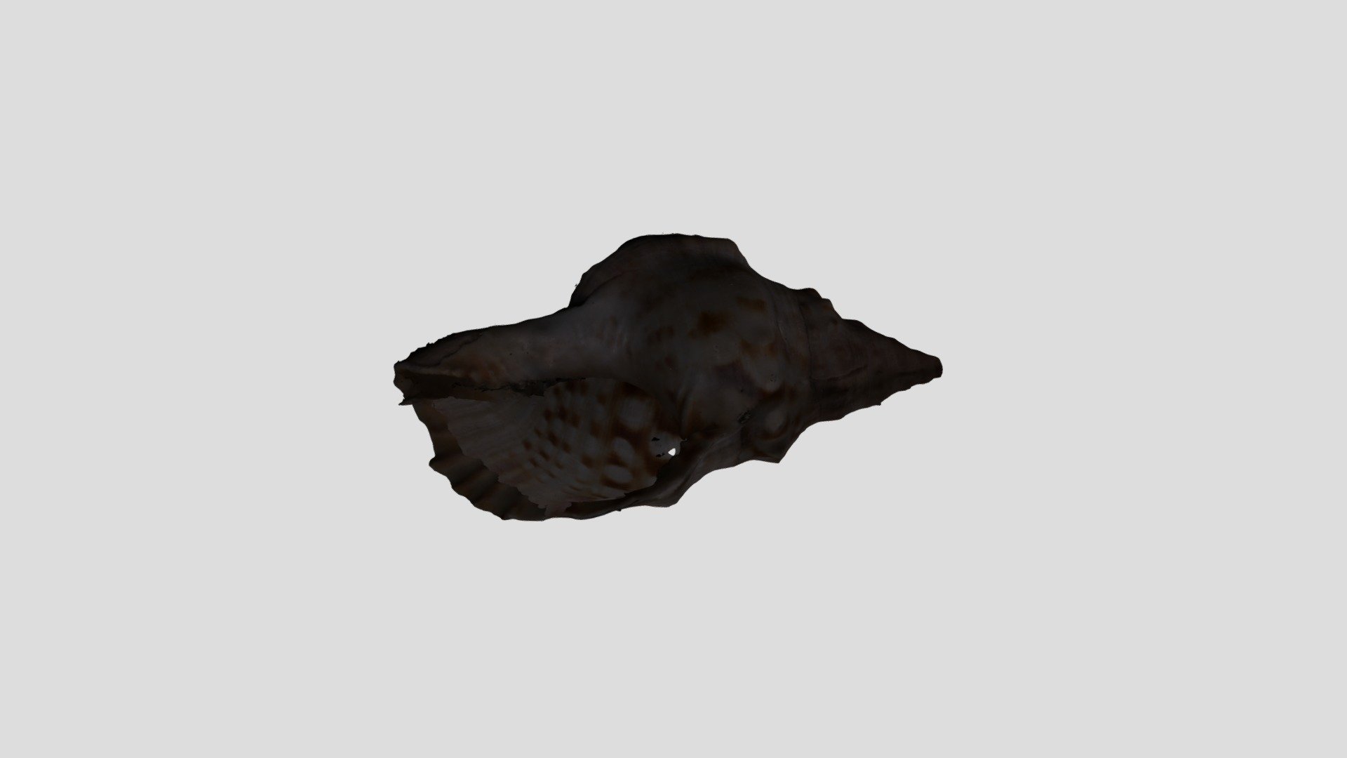 METASHAPE SEASHELL PROCESSED